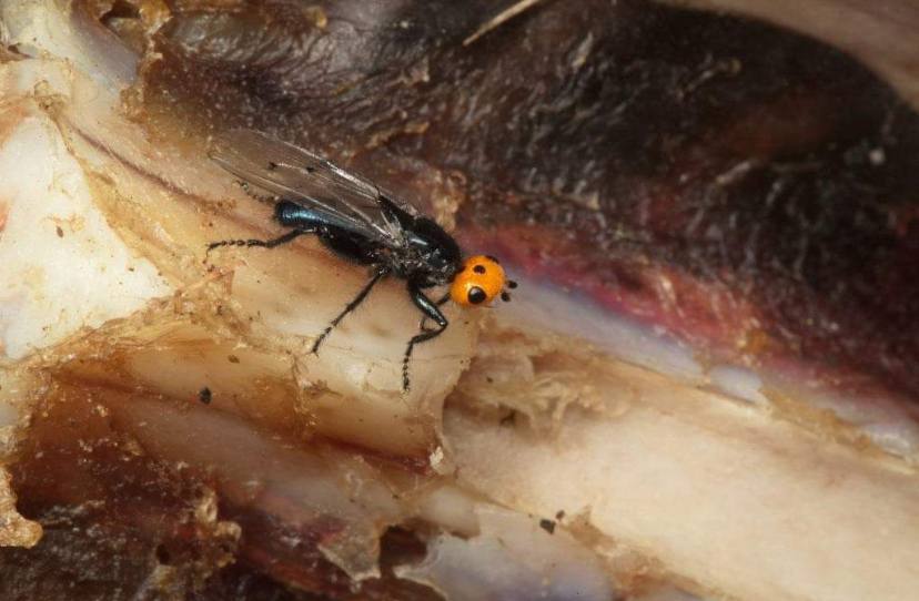 Moscas carnívoras que se creían extintas desde 1836 ‘resurgen’ en Francia